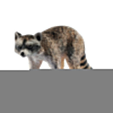Schleich Raccoon